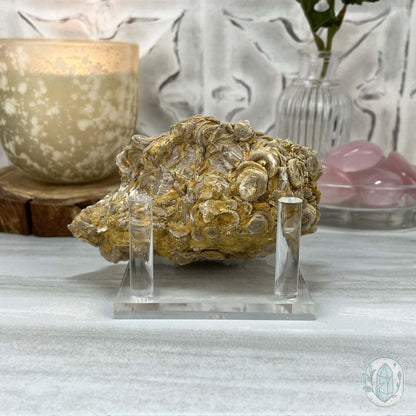 Rare Natural Crinoid Fossils in Sedimentary Rock
