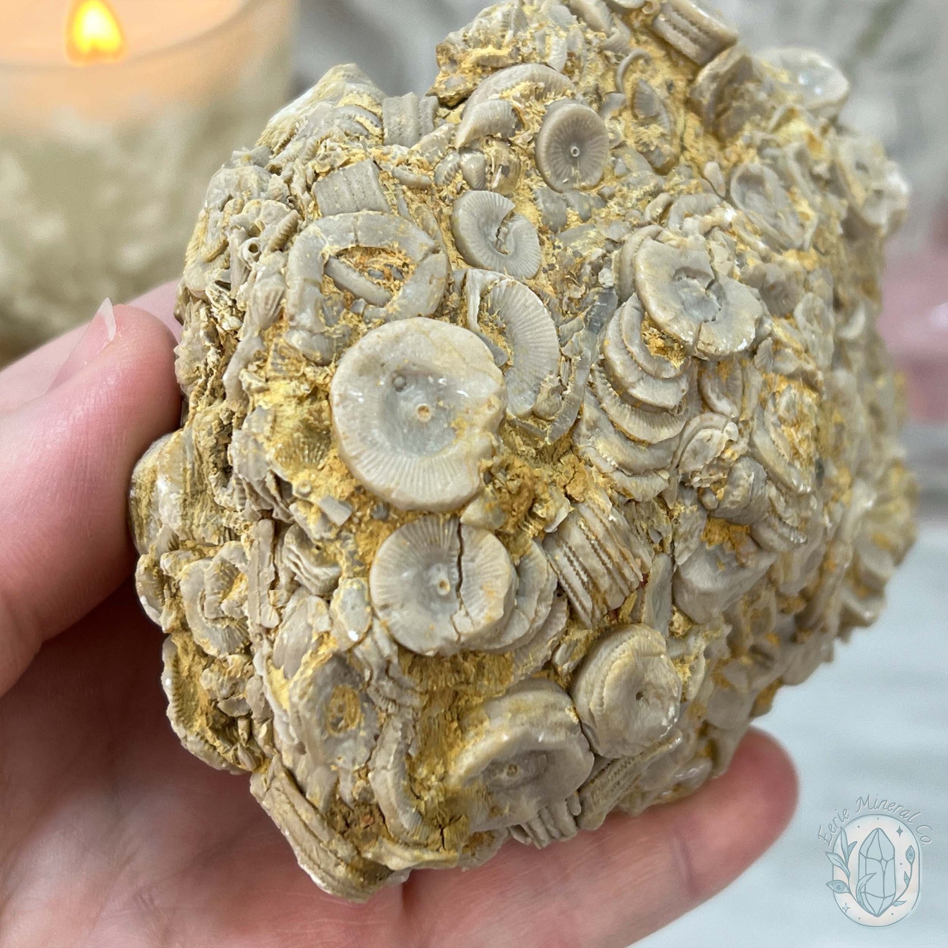 Rare Natural Crinoid Fossils in Sedimentary Rock