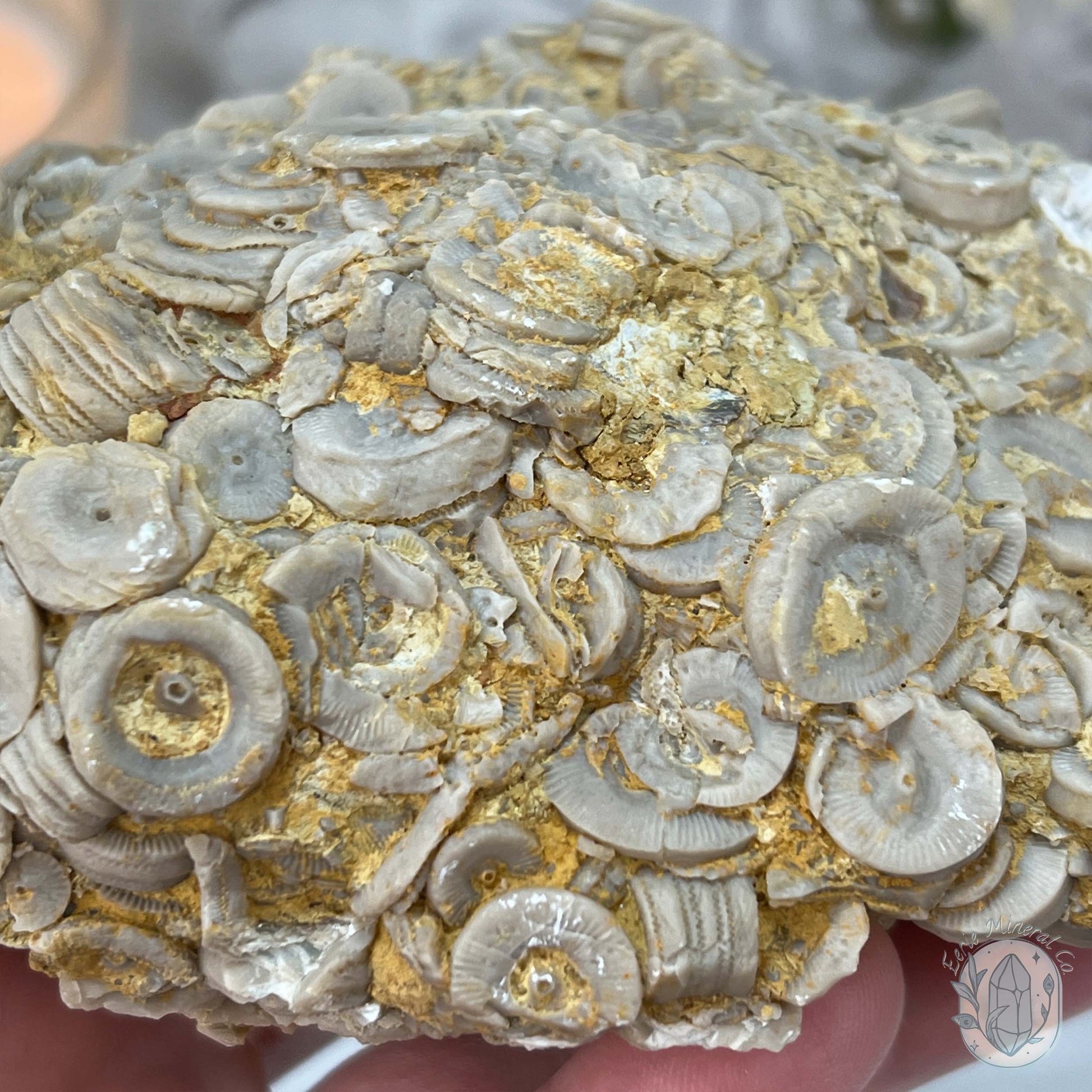 Rare Natural Crinoid Fossils in Sedimentary Rock
