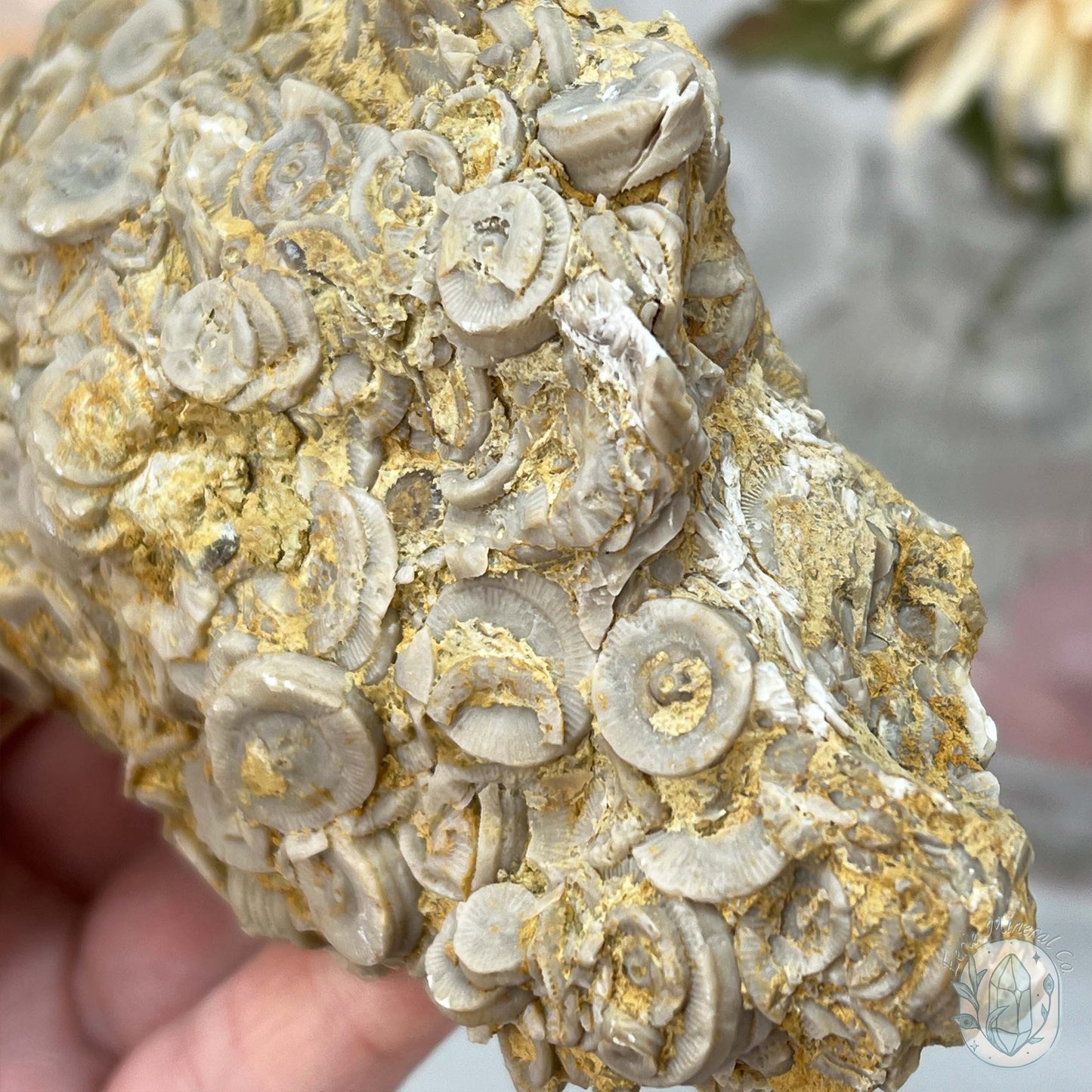 Rare Natural Crinoid Fossils in Sedimentary Rock