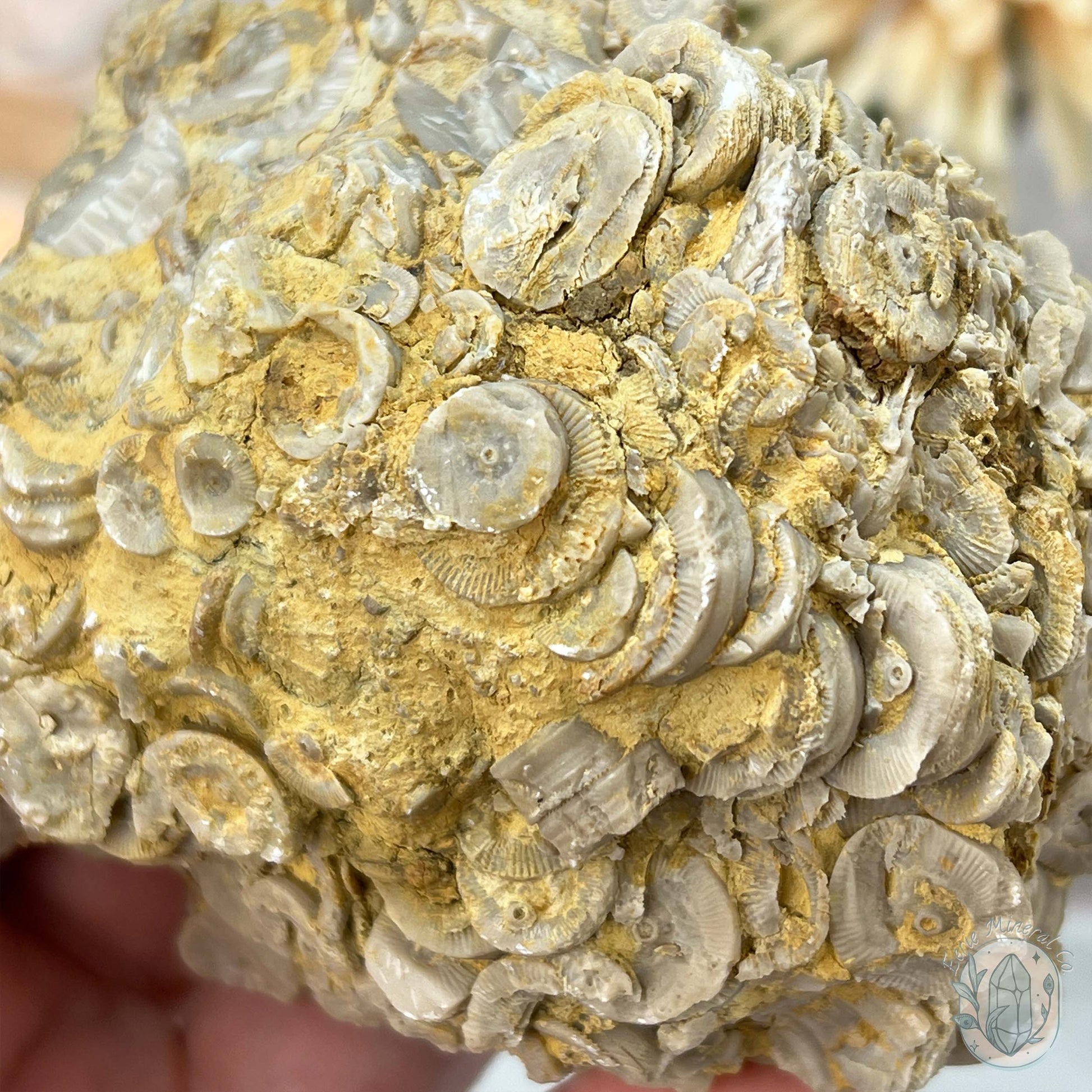 Rare Natural Crinoid Fossils in Sedimentary Rock
