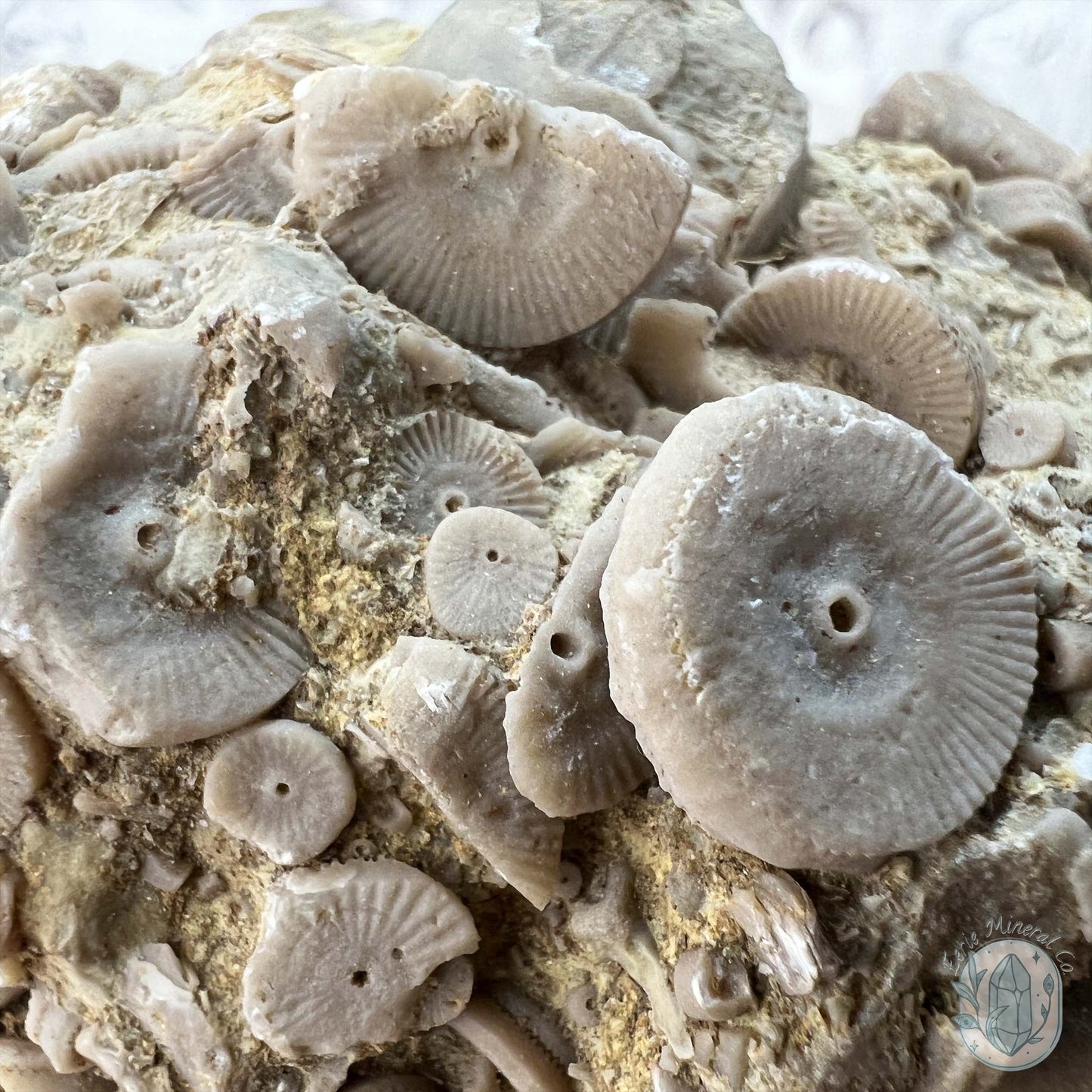 Rare Natural Crinoid Fossils in Sedimentary Rock