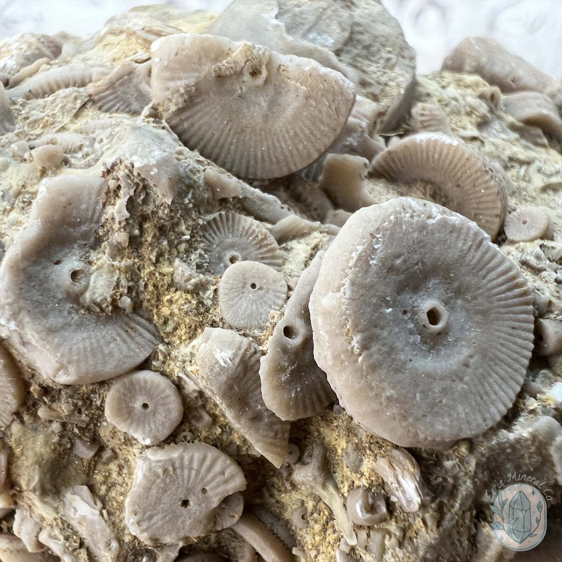 Rare Natural Crinoid Fossils in Sedimentary Rock