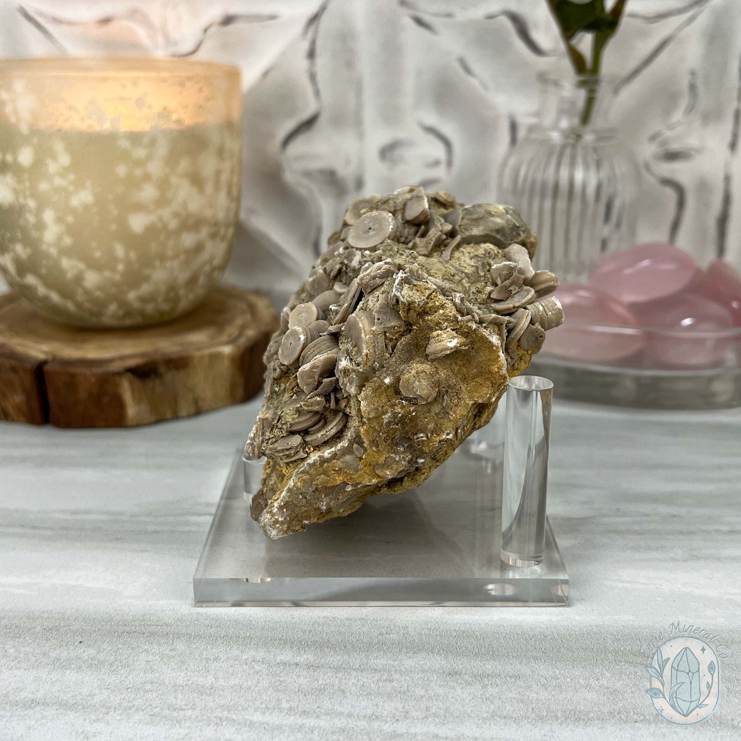 Rare Natural Crinoid Fossils in Sedimentary Rock