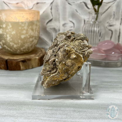 Rare Natural Crinoid Fossils in Sedimentary Rock