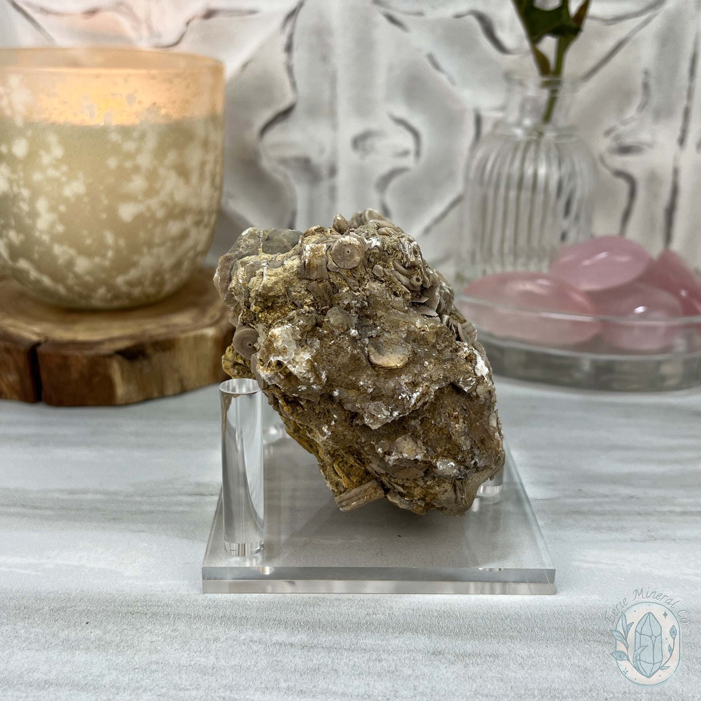 Rare Natural Crinoid Fossils in Sedimentary Rock
