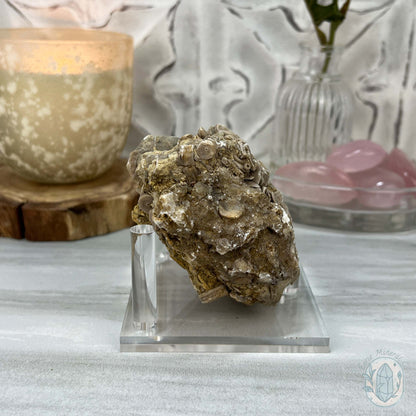 Rare Natural Crinoid Fossils in Sedimentary Rock