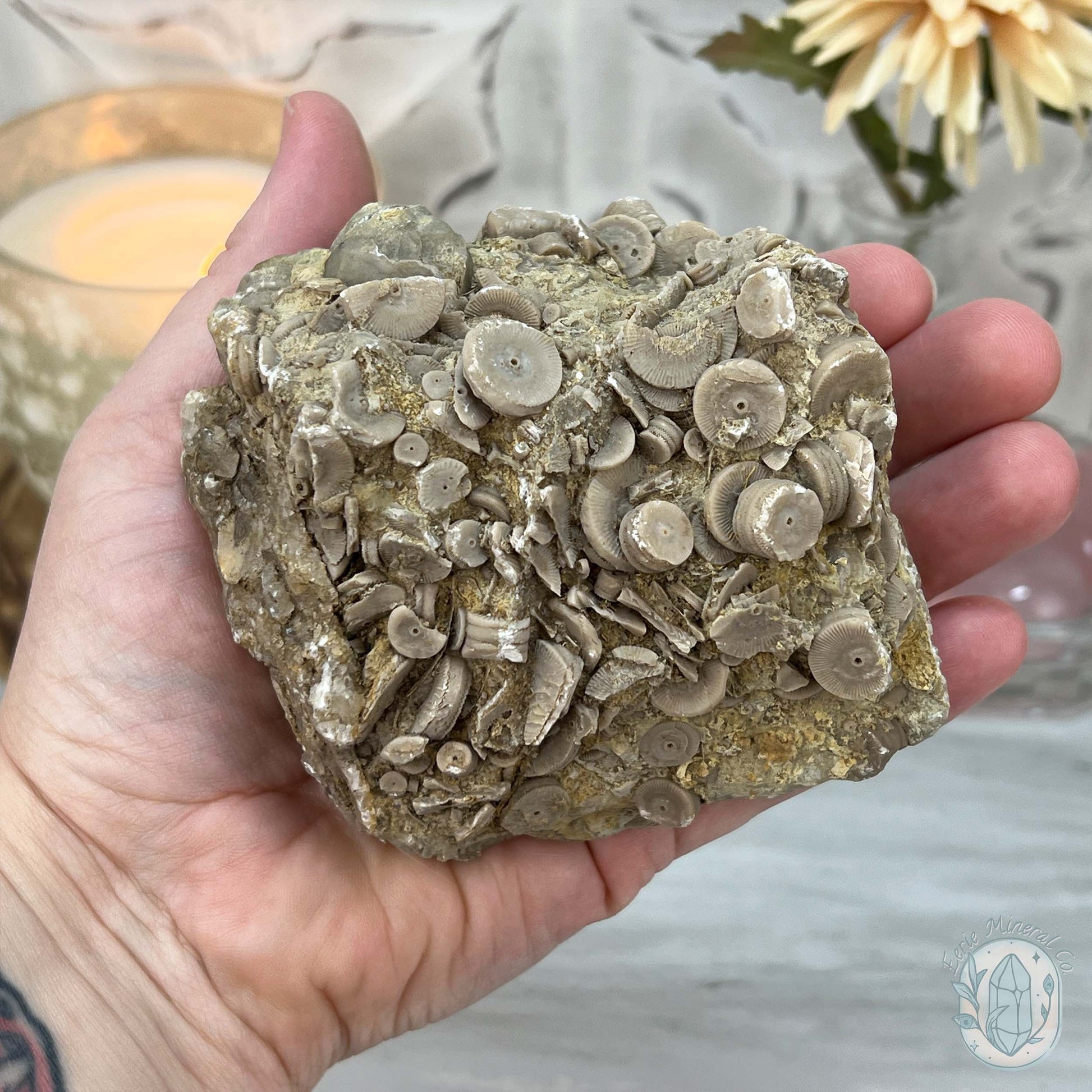 Rare Natural Crinoid Fossils in Sedimentary Rock
