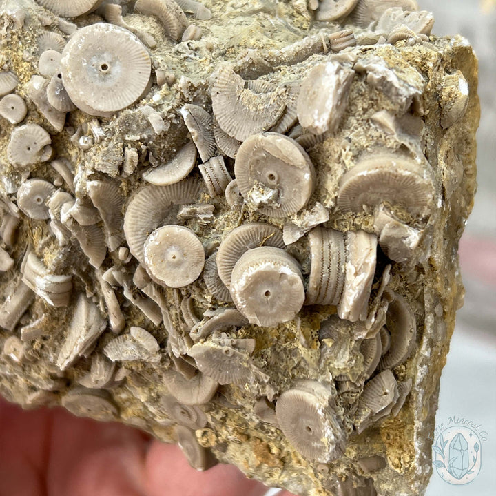 Rare Natural Crinoid Fossils in Sedimentary Rock