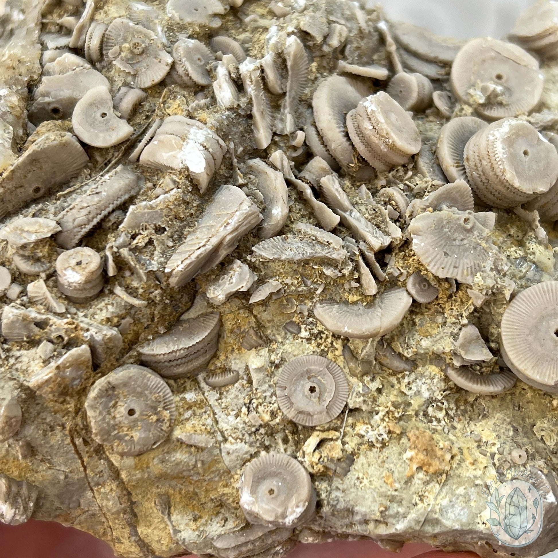 Rare Natural Crinoid Fossils in Sedimentary Rock