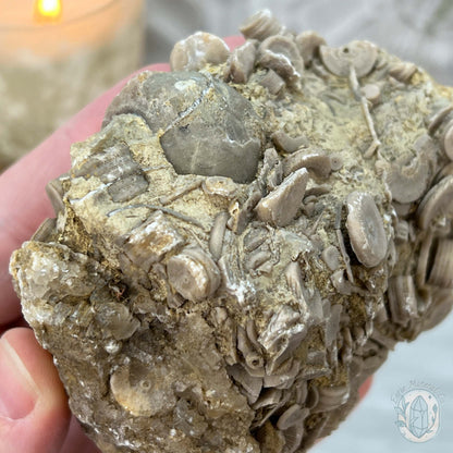 Rare Natural Crinoid Fossils in Sedimentary Rock