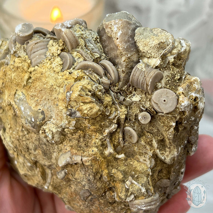 Rare Natural Crinoid Fossils in Sedimentary Rock
