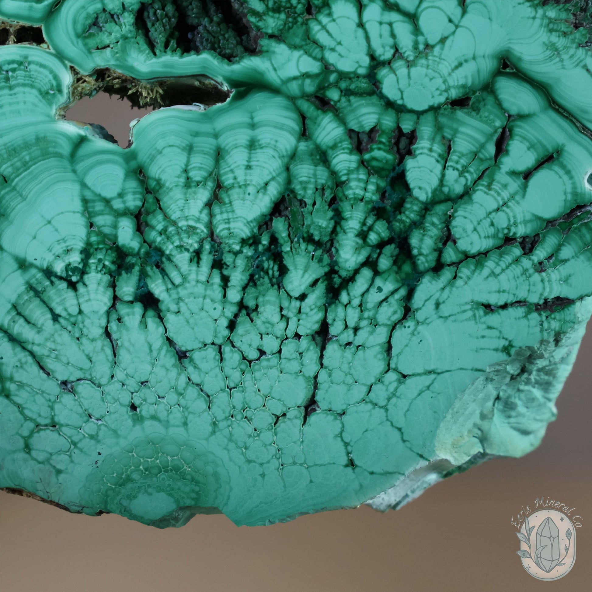 Polished Raw Malachite with Chrysocolla Slab with Display Stand