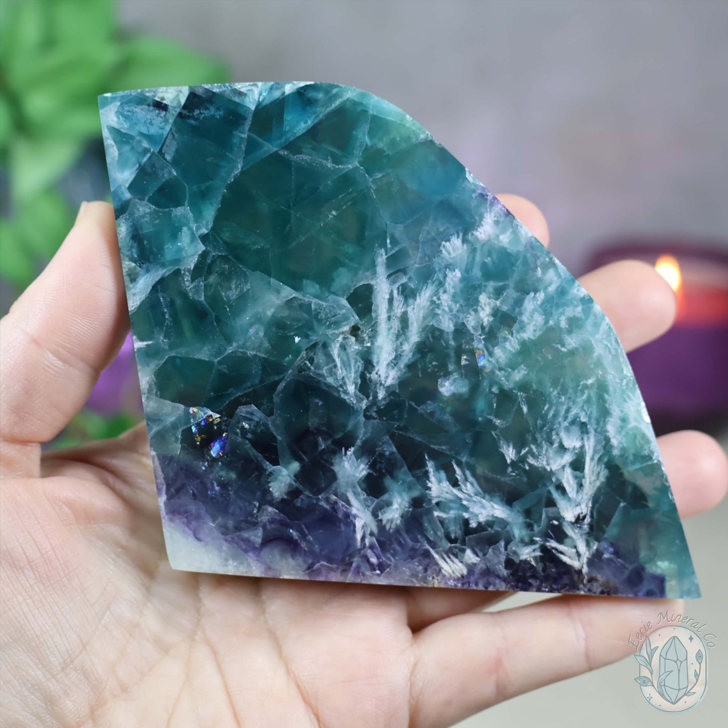 Polished Rainbow Feather Snowflake Fluorite Slab
