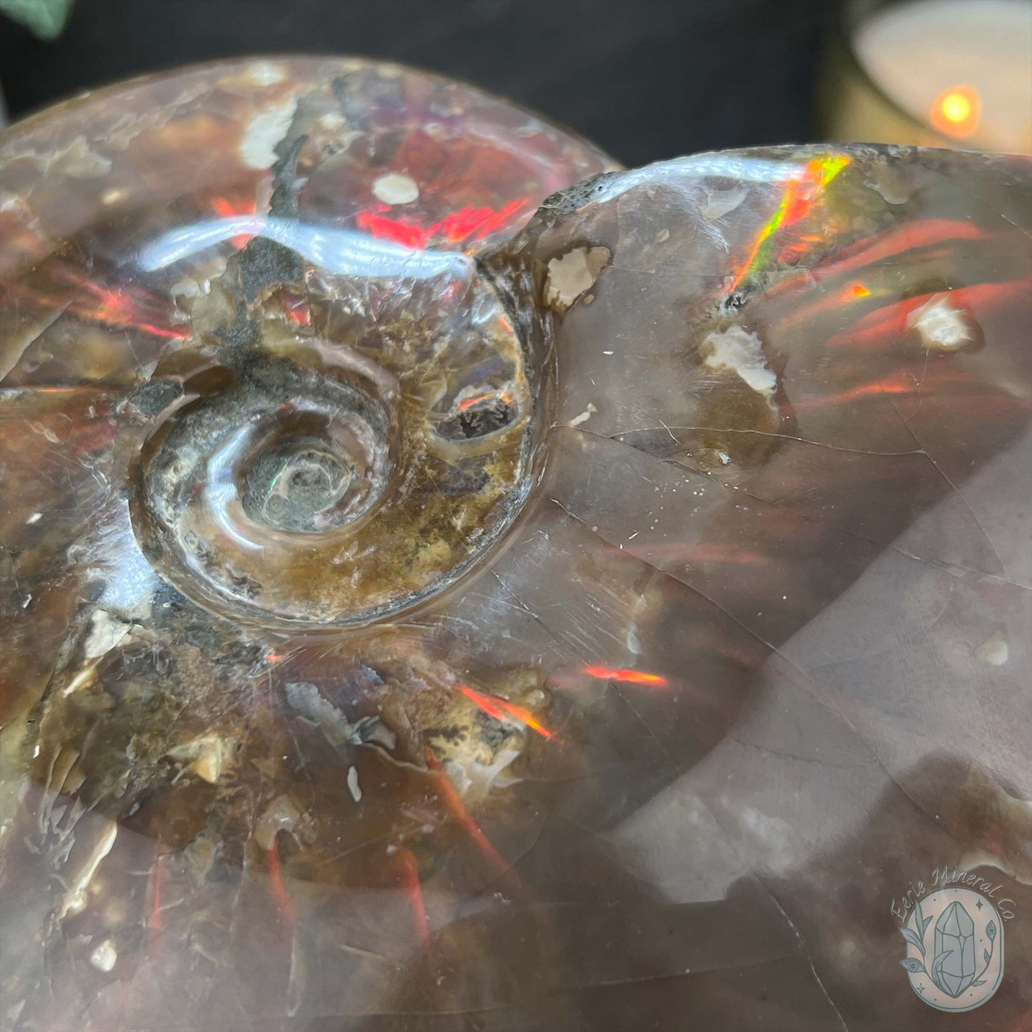 Polished Ammonite Fossil With Red Flash And Stand