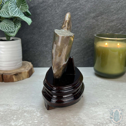 Polished Ammonite Fossil With Red Flash And Stand