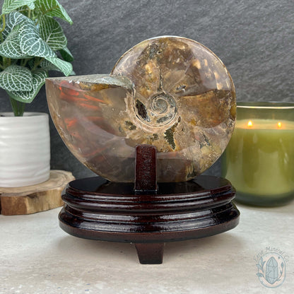 Polished Ammonite Fossil With Red Flash And Stand