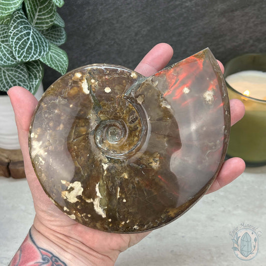 Polished Ammonite Fossil With Red Flash And Stand