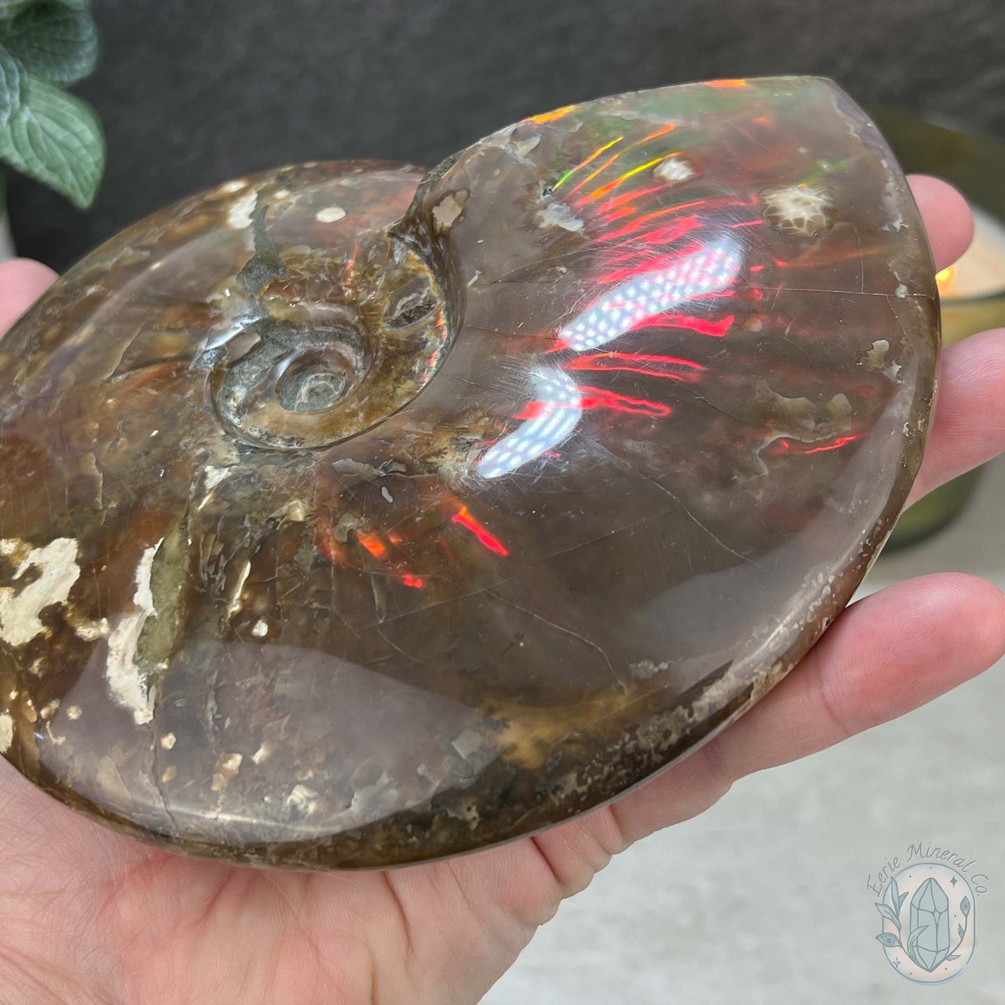 Polished Ammonite Fossil With Red Flash And Stand
