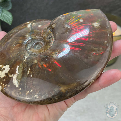 Polished Ammonite Fossil With Red Flash And Stand