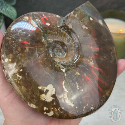 Polished Ammonite Fossil With Red Flash And Stand