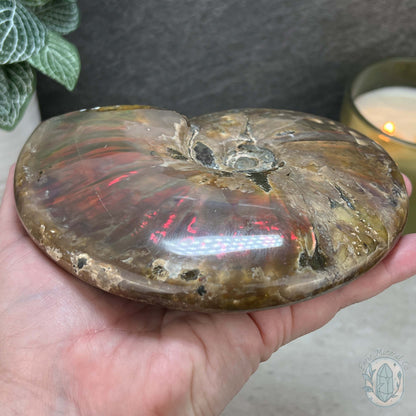 Polished Ammonite Fossil With Red Flash And Stand