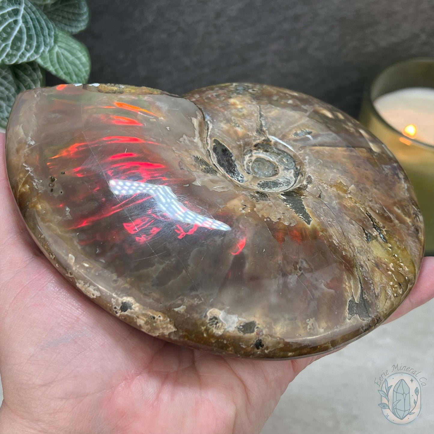 Polished Ammonite Fossil With Red Flash And Stand