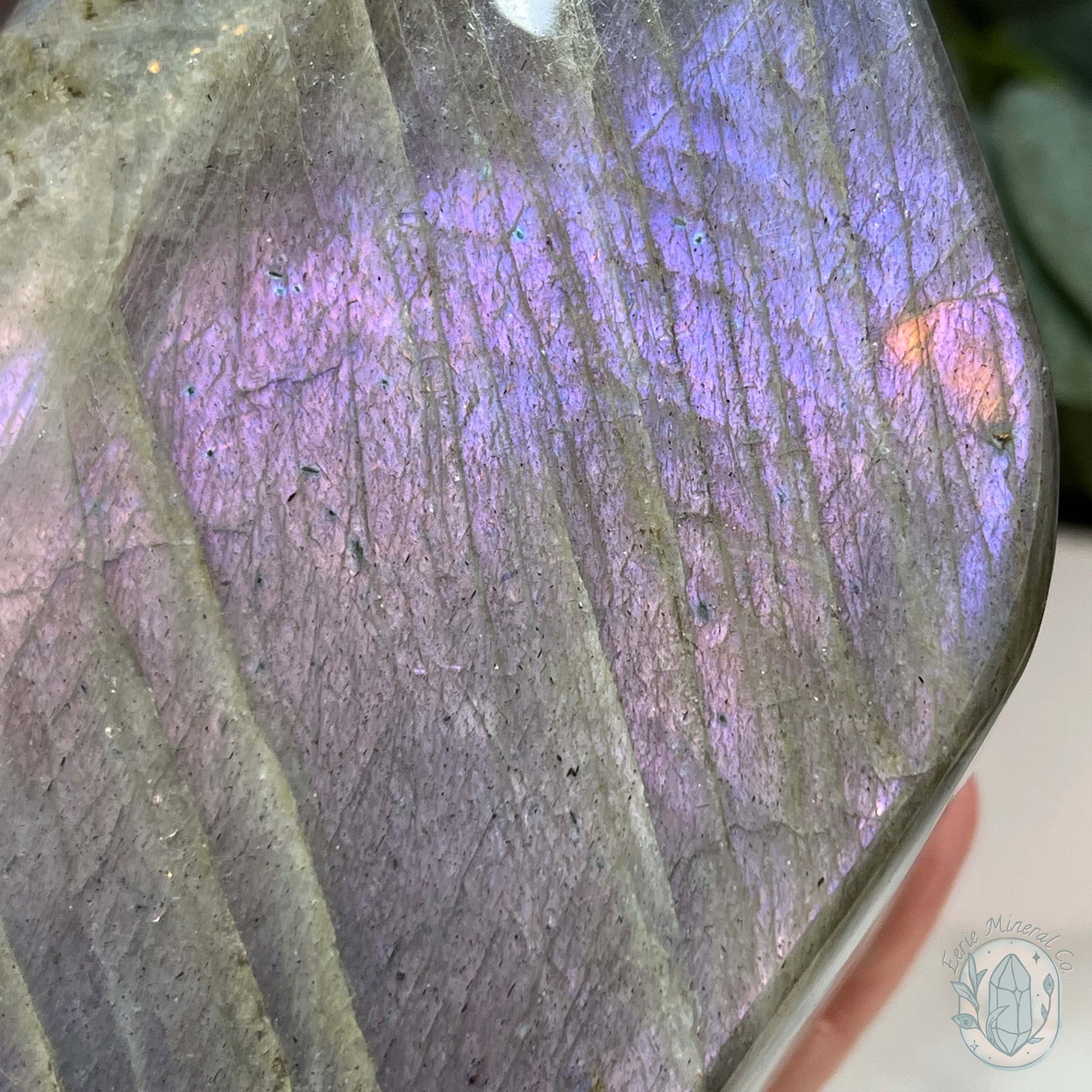 Polished Labradorite Freeform with Purple Flash
