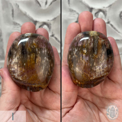 Polished Petrified Wood Palm Stones