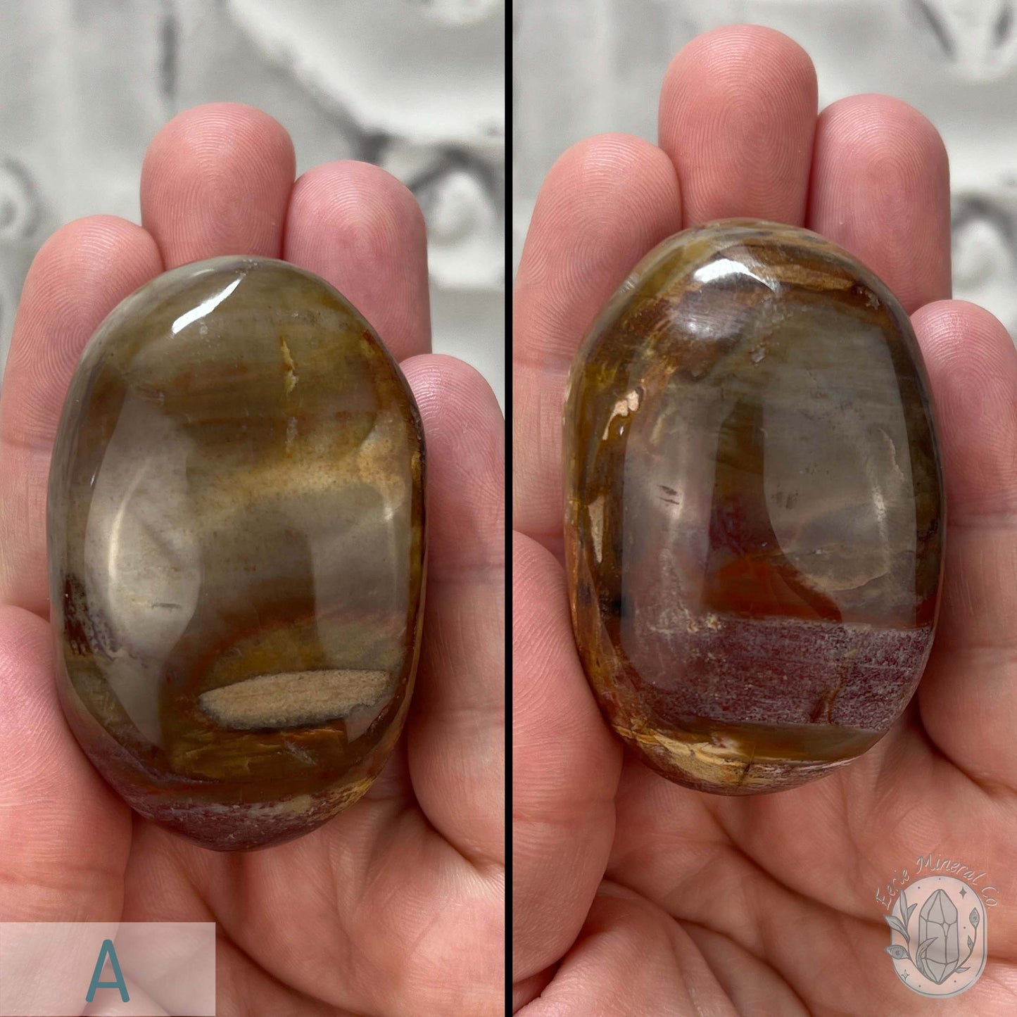 Polished Petrified Wood Palm Stones