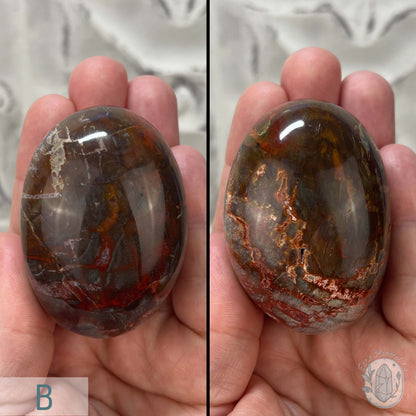 Polished Petrified Wood Palm Stones
