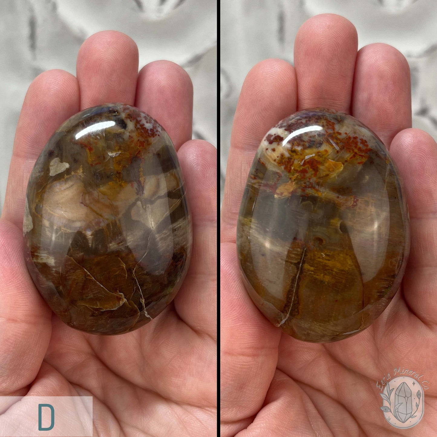 Polished Petrified Wood Palm Stones