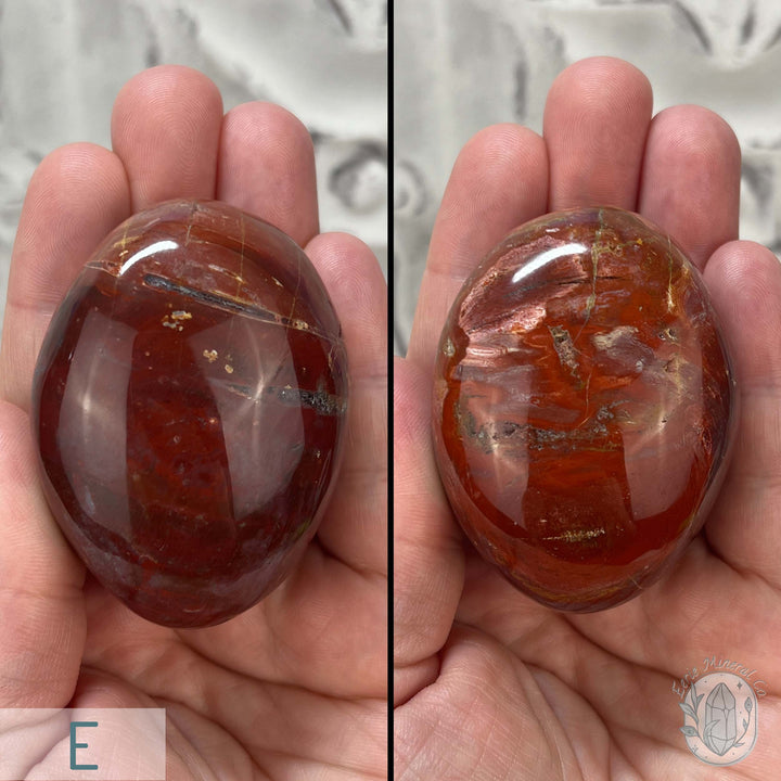 Polished Petrified Wood Palm Stones