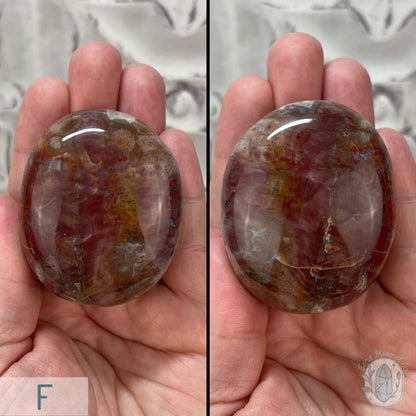 Polished Petrified Wood Palm Stones