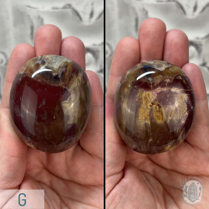 Polished Petrified Wood Palm Stones