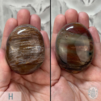 Polished Petrified Wood Palm Stones