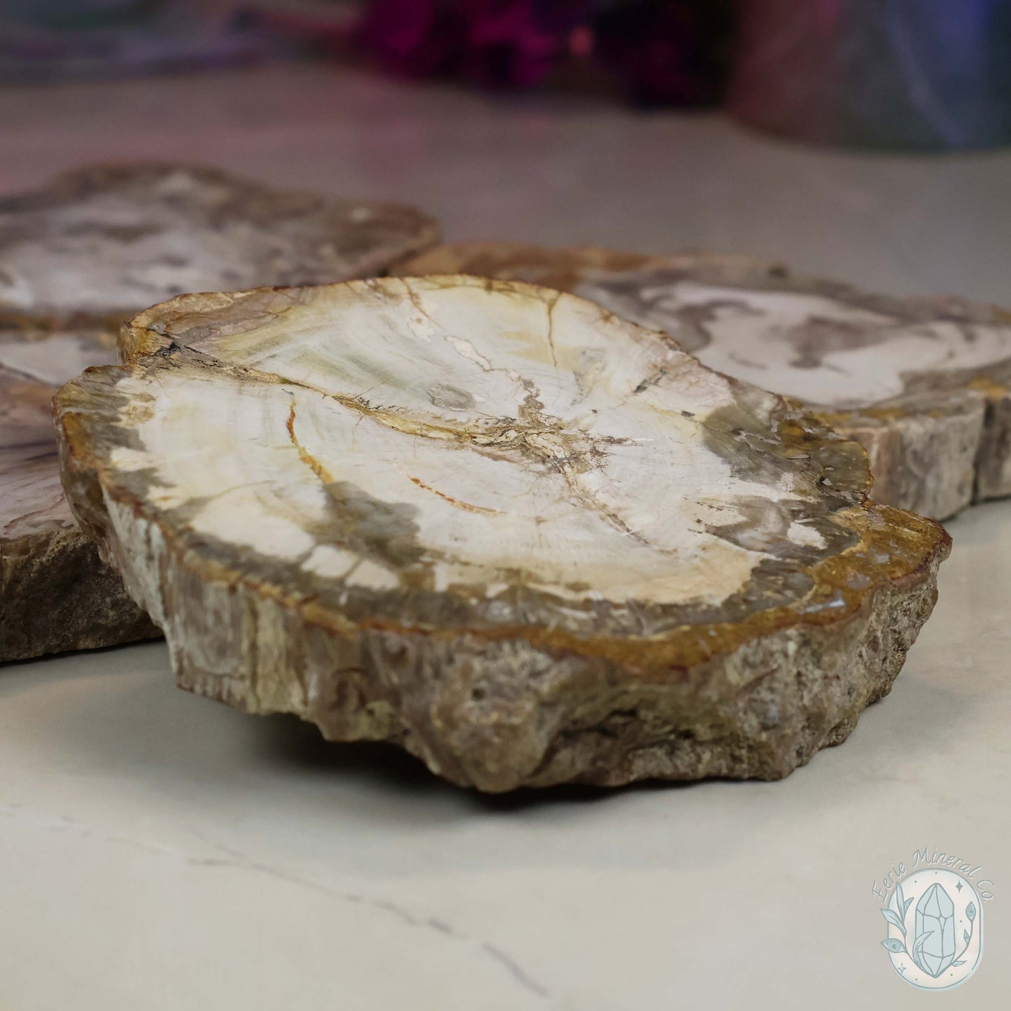 Polished High Quality Petrified Wood Slabs