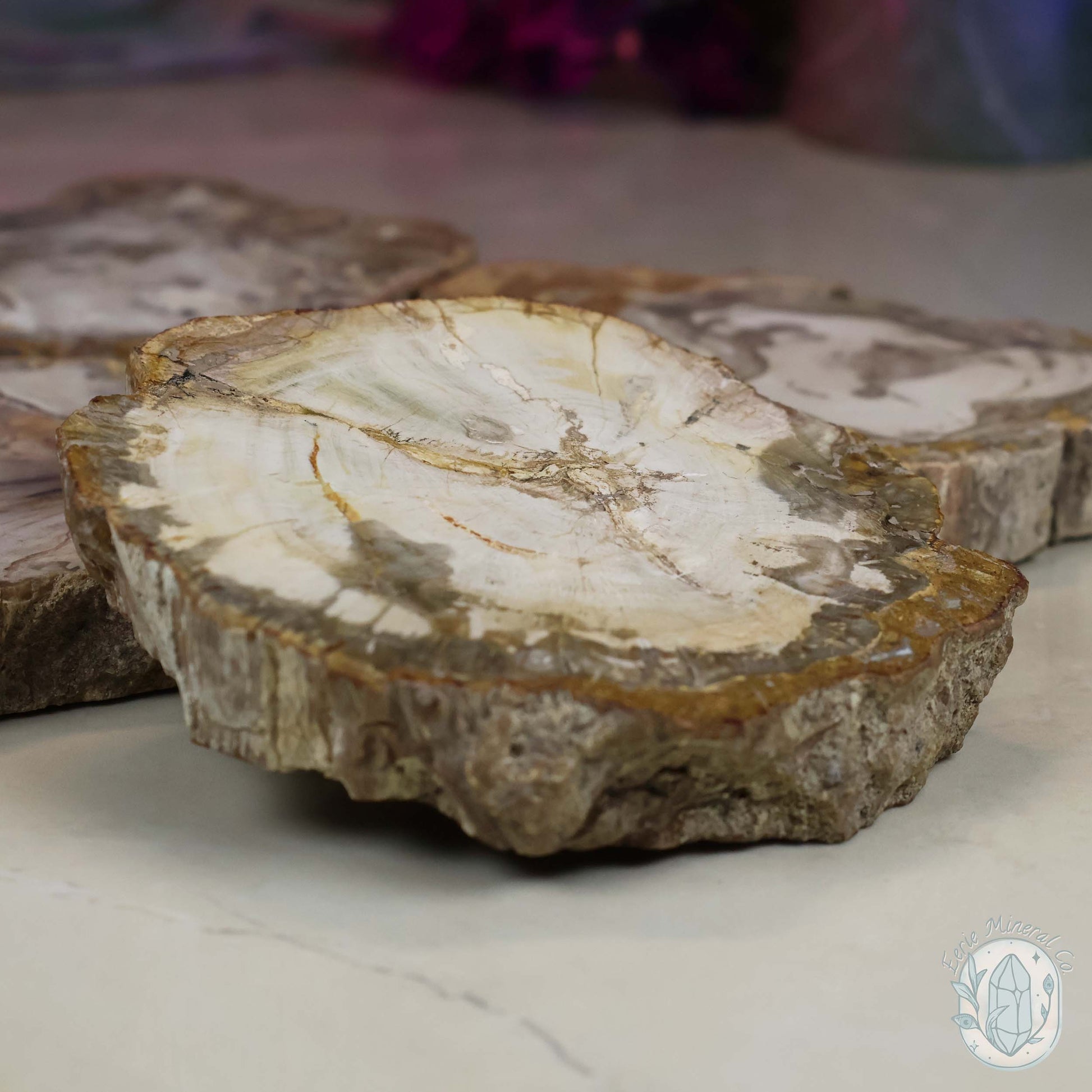 Polished High Quality Petrified Wood Slabs