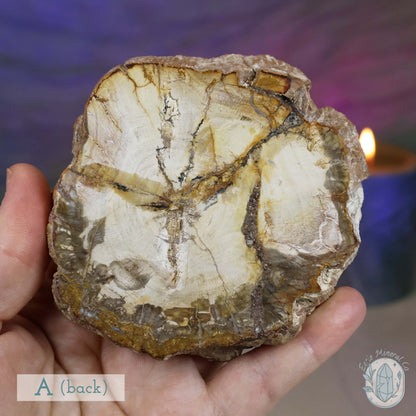 Polished High Quality Petrified Wood Slabs