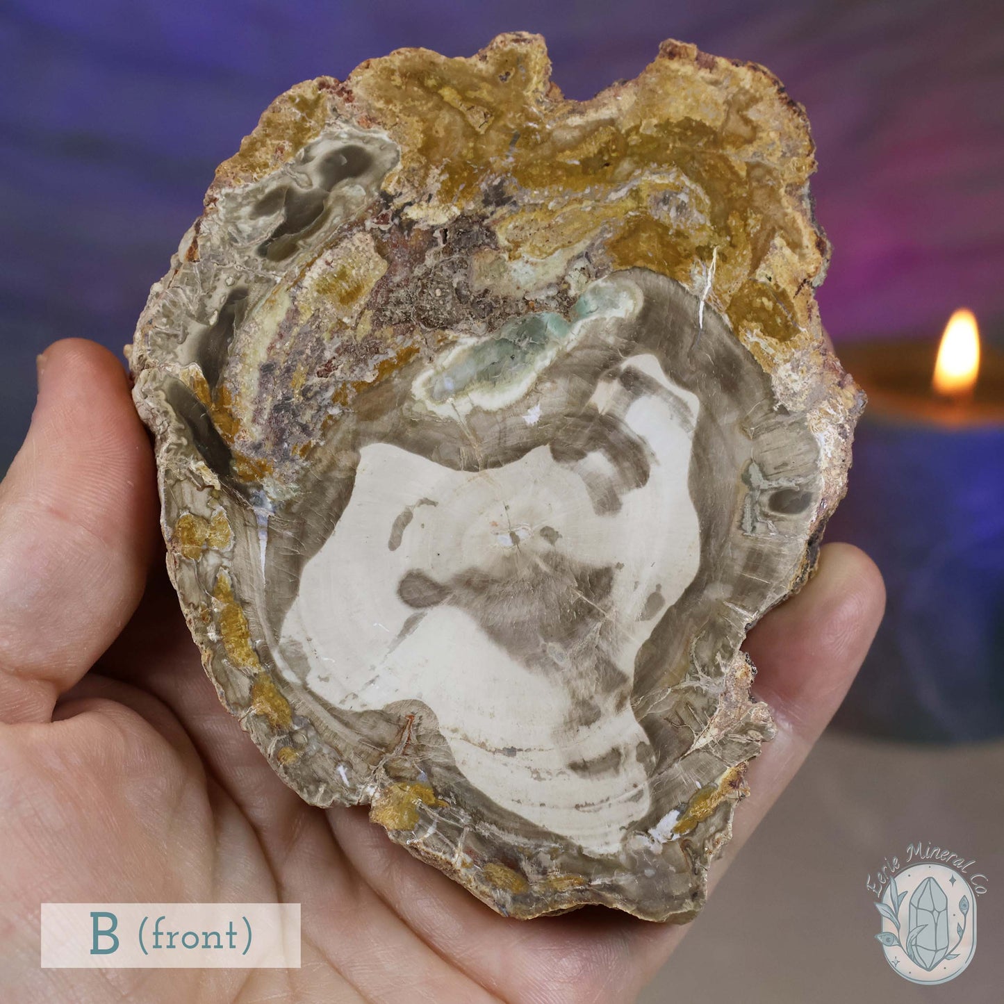 Polished High Quality Petrified Wood Slabs
