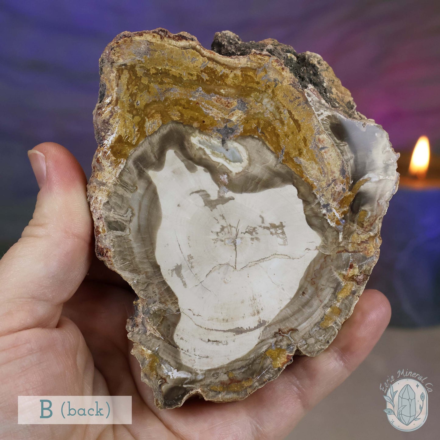 Polished High Quality Petrified Wood Slabs