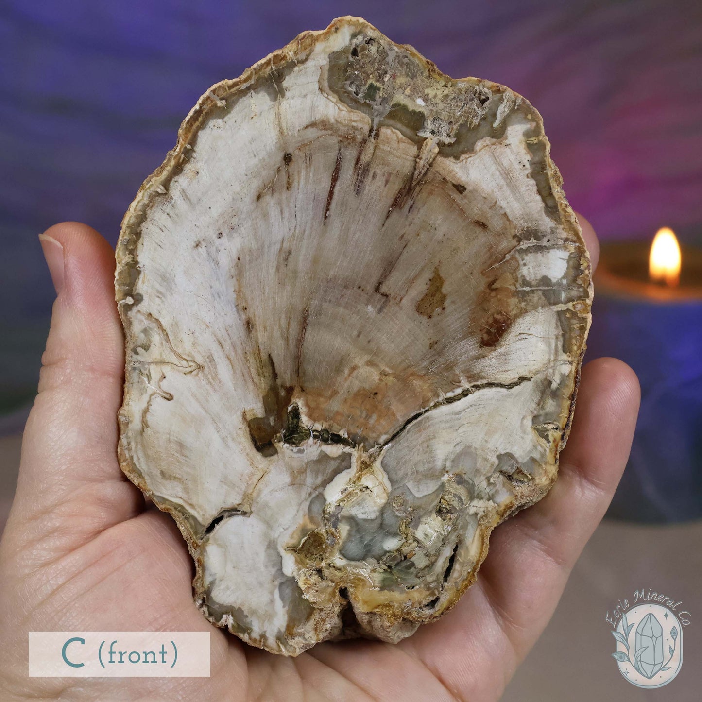 Polished High Quality Petrified Wood Slabs