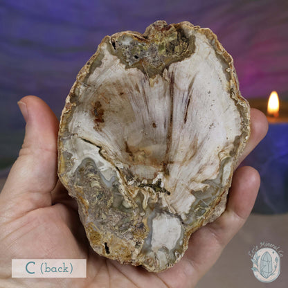 Polished High Quality Petrified Wood Slabs
