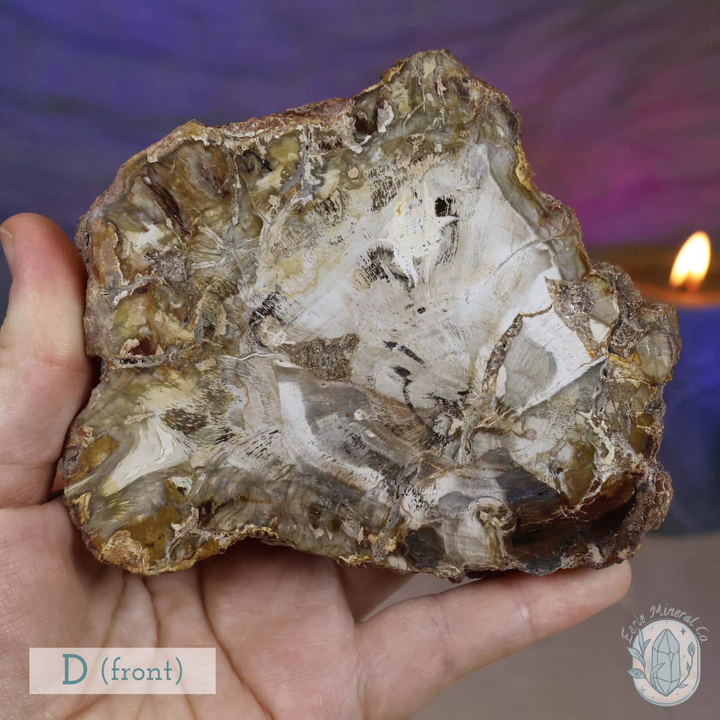 Polished High Quality Petrified Wood Slabs