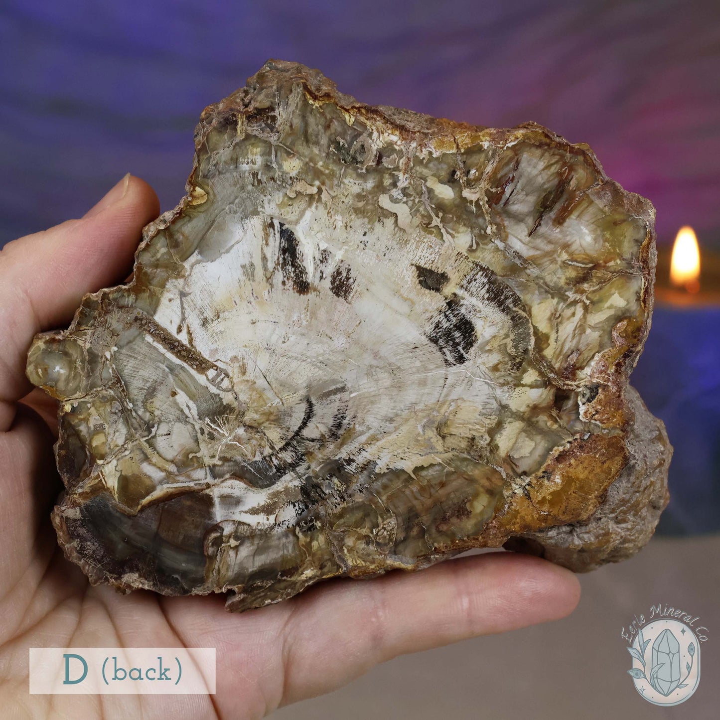 Polished High Quality Petrified Wood Slabs