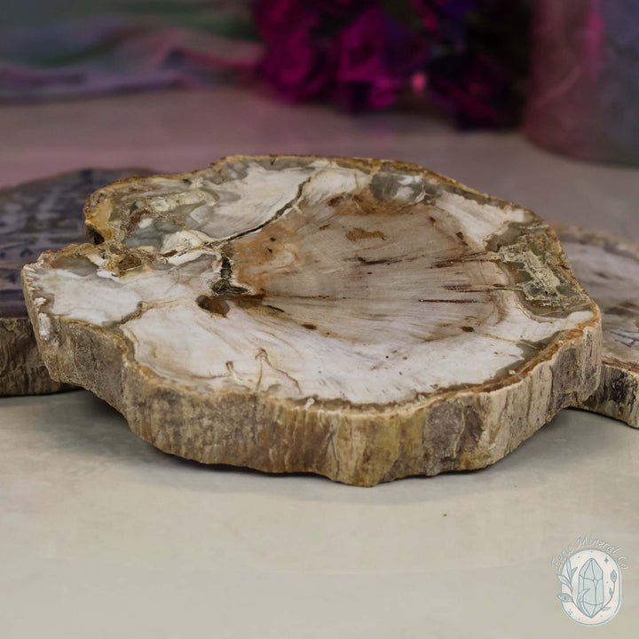 Polished High Quality Petrified Wood Slabs