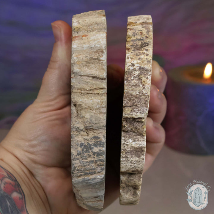 Polished High Quality Petrified Wood Slabs