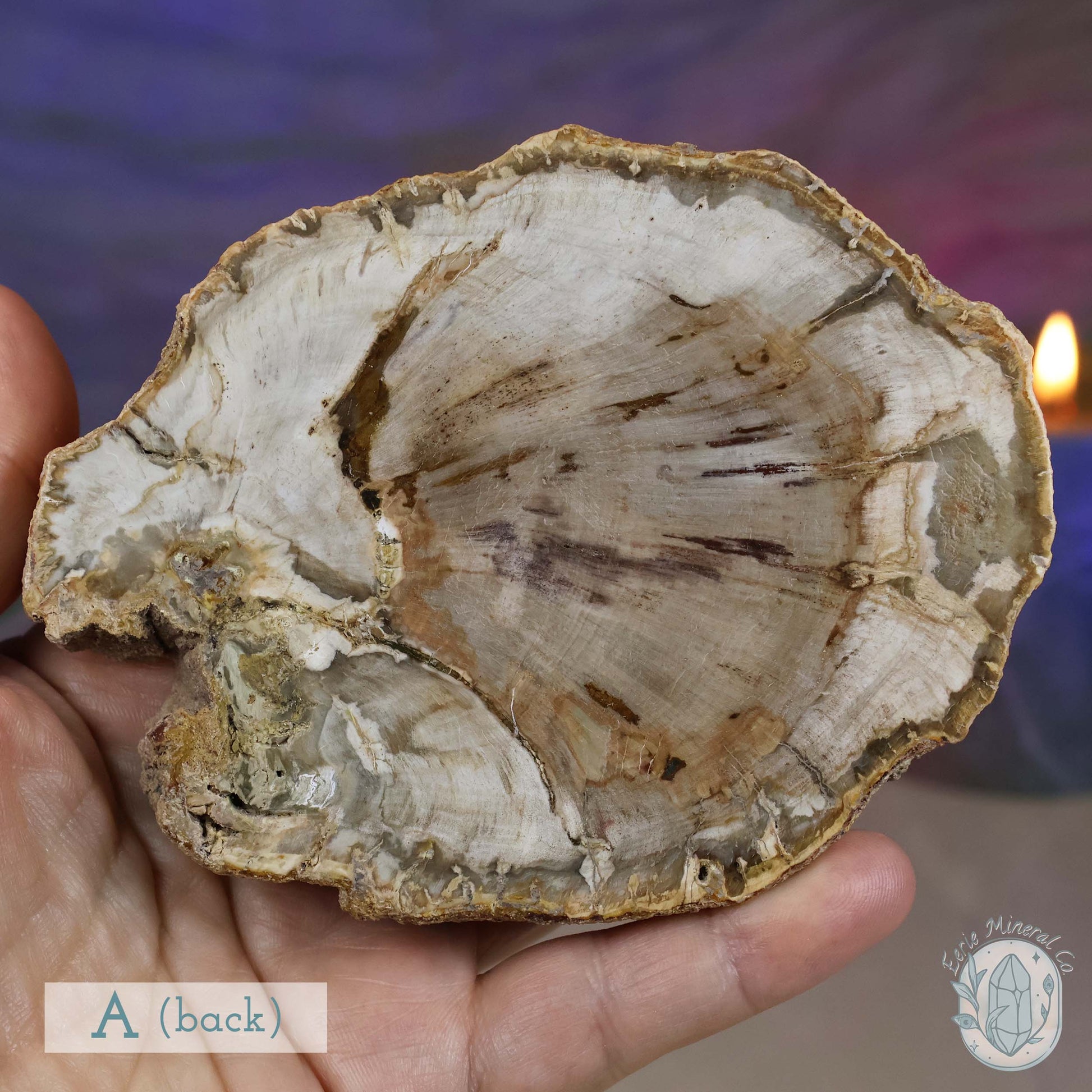 Polished High Quality Petrified Wood Slabs