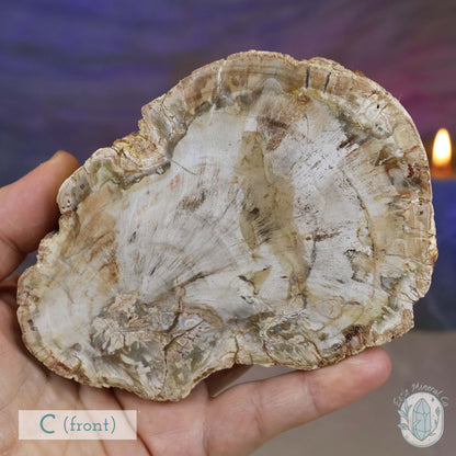 Polished High Quality Petrified Wood Slabs