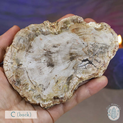 Polished High Quality Petrified Wood Slabs